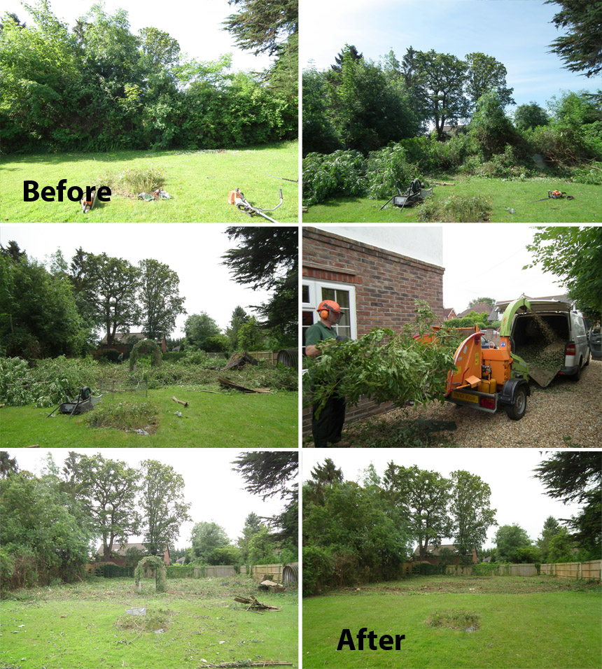 Before and after garden tree removal